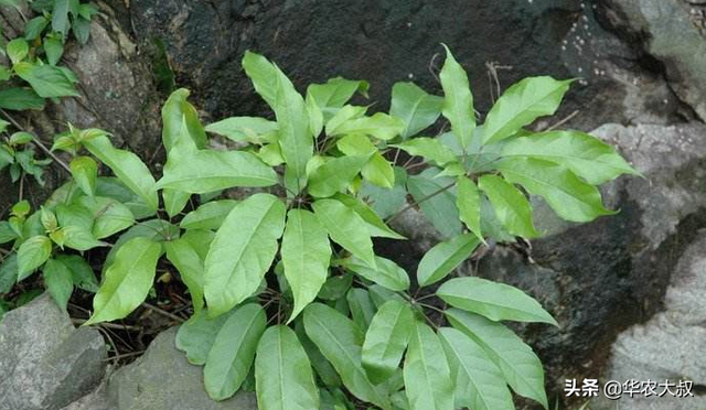 看一下10种广东凉茶的主要野生植物原料!农村孩子你还记得多少?