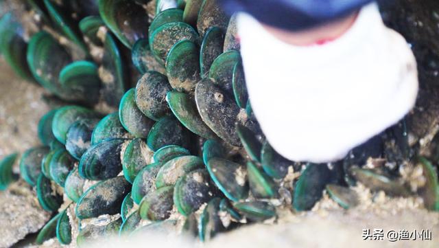 淡菜是什么菜是牡蛎吗（淡菜海虹青口贻贝原来都是它）