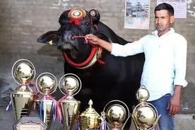 印度“神牛”身价2.4亿，每天都喝一瓶威士忌，它有何特殊之处？图片