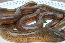 端午前后捉黄鳝 | 先前黃鳝是野生的，不知什么时候起人工养殖了图片