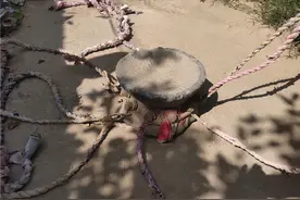 江苏高邮：远去的打硪号子图片