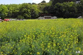 春天来福建龙岩市古田会议会址，看什么？金黄色油菜花大片盛开图片
