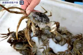 大闸蟹上市，它的鲜美来自何处？为什么蟹黄蟹膏特别好吃？图片