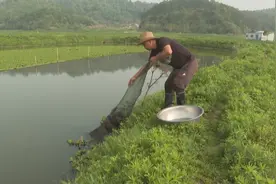 连江丹阳：山泉水养大的肥美小龙虾来了图片