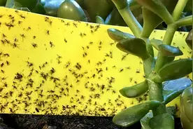 室内养花远离小黑飞，这几点做好，小黑飞自己就跑掉了图片