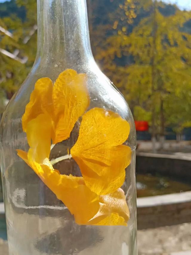 秋风吻尽银杏叶，艳遇醉美帽子峰