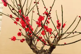 海棠花养护小技巧，熟悉习性，从温光水肥开始​图片