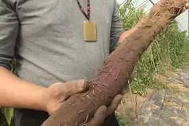 啥宝贝不到半亩地能纯赚1万5？农村大哥大棚种植，横着长好稀奇！视频封面