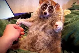 懒猴，唯一能喷射毒液的灵长类动物，却在人类面前举起投降的双手图片