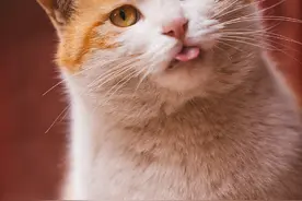 喵呜——故宫里的猫成精了？图片