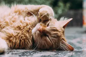 养猫后家被猫毛占领，就连内裤上都有猫毛！如何减少家中的毛发？图片
