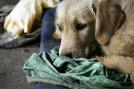 狗妈妈被麻醉后依然狂跑回到幼犬身边，坚持喂完最后一次奶图片