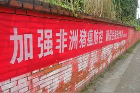 手把手教你如何正确给母猪授精？图片