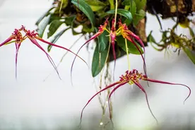 兰生幽谷 自在芬芳图片