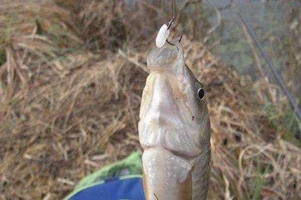 剩米饭钓鱼老是钓不到、钓不好，这几个细节没做到，当然效果不行