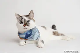 ​猫：妈妈我晕，这辈子我再也不想滚下台阶了图片