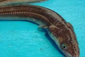 长得像蛇一样的鱼，江苏男子野钓连中5条，鱼贩出价一百多一斤图片