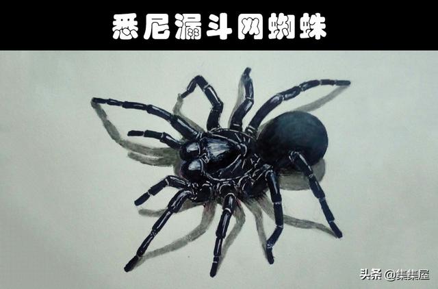 细数世界各地存在的10大奇怪的毒蜘蛛