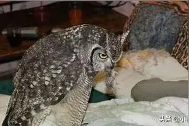 女子救回猫头鹰，半夜发现它有点不对劲，开灯一看直接愣住了图片