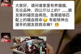 血猫，给贵猫续命的贱猫图片