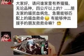 血猫，给贵猫续命的贱猫图片