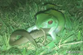 你以为是蛇吃青蛙吗？这种青蛙，吃蛇像吃辣条一样图片