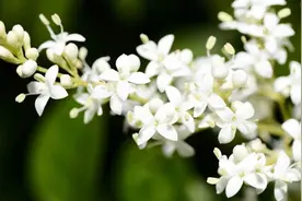 这几种特殊花不能放在客厅，别看开花美，但花香实在顶不住图片