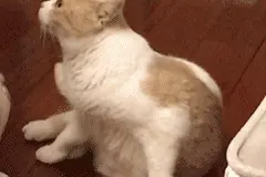 扎心，你家猫舔你才不是因为爱你和馋你身子呢图片