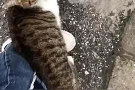 一只断尾的流浪猫还能生存吗？图片