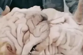 小伙花2万块买了条怪狗，别人都笑他傻，懂行的说他赚了图片