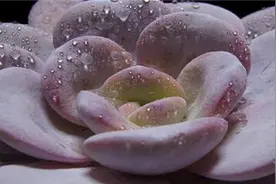 多肉植物雪莲怎么养图片