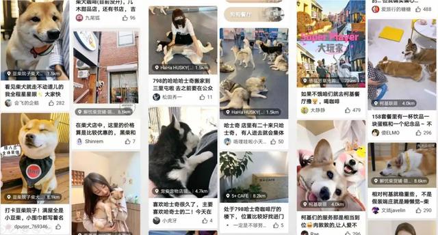开一个狗咖的成本  投资不高简直是爱狗人士的天堂（我花89元看狗打架1小时）