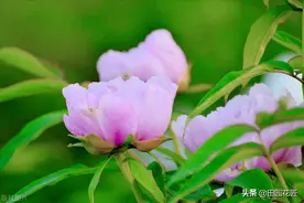 芍药眼下长了花苞，要怎样管理才能让花朵开得更大更艳，不消苞？图片