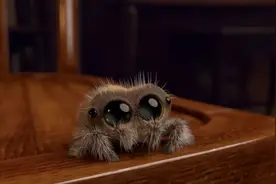 30天让作者变身百万富翁！“小蜘蛛卢卡斯”要出剧集啦图片