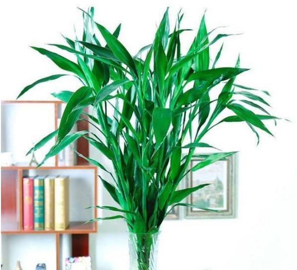 富贵竹这样养，四季绿油油，长到2米高，开花“又仙又香”