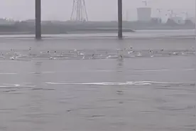 水里发生了什么？钱塘江大量鱼群乱跳，江边钓鱼人：这是潮头鱼图片