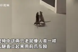 新加坡两只老鼠站立互殴一旁猫咪被吓傻，网友脑补剧情很搞笑图片