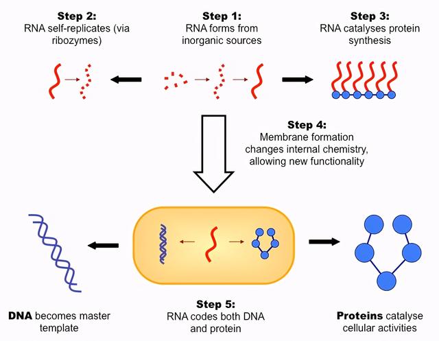 生命起源百年探索：进化论、信息论、热力学谁是主角？