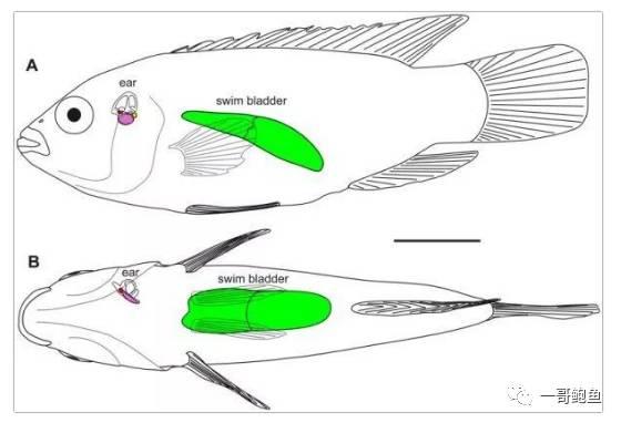 500块钱一斤花胶好吗 2026年500块钱一斤花胶好吗是真的吗