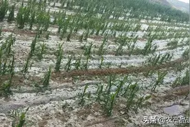 甘肃，陕西多地遭遇特大冰雹袭击，苹果等农作物损失惨重！图片