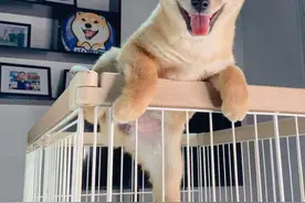 柴犬吃什么长肉，柴犬喂养小技巧。图片