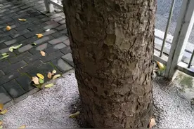 湛江的大树图片