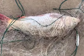 山东黄河边，路人排队买"黄河鲤”，两条50元，网友：不是正宗图片