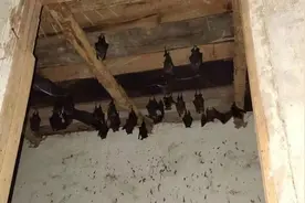 好危险！四川男子家中挂了三十只蝙蝠，消防员全副武装用火消杀图片