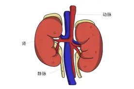 肾好不好，一泡尿就能知晓？尿液常有几种变化，需给肾做检查图片