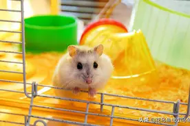 新手如何养仓鼠，总结了这7点，养好仓鼠也很简单图片