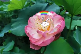 沪上这些公园的荷花渐入佳境！附赠萌萌哒小布手绘图图片