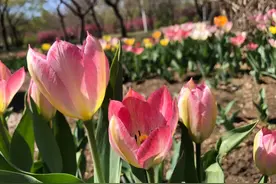 今日立夏，长春公园的郁金香开了！假期最后一天，赏花去！图片