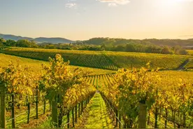 纳帕谷（Napa Valley），美国著名的酒谷、著名的加州葡萄酒产地图片