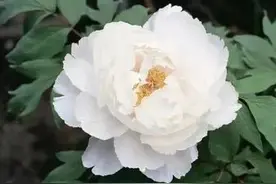 酷我初遇缘起《心经》图片